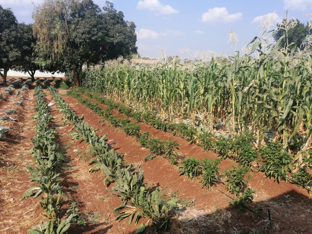 WhatsApp Image 2023-01-12 at 14.42.23